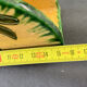Olive decorative ceramic letter/napkin holder
