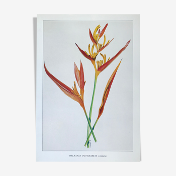 Planche botanique Heliconia Psittacorum