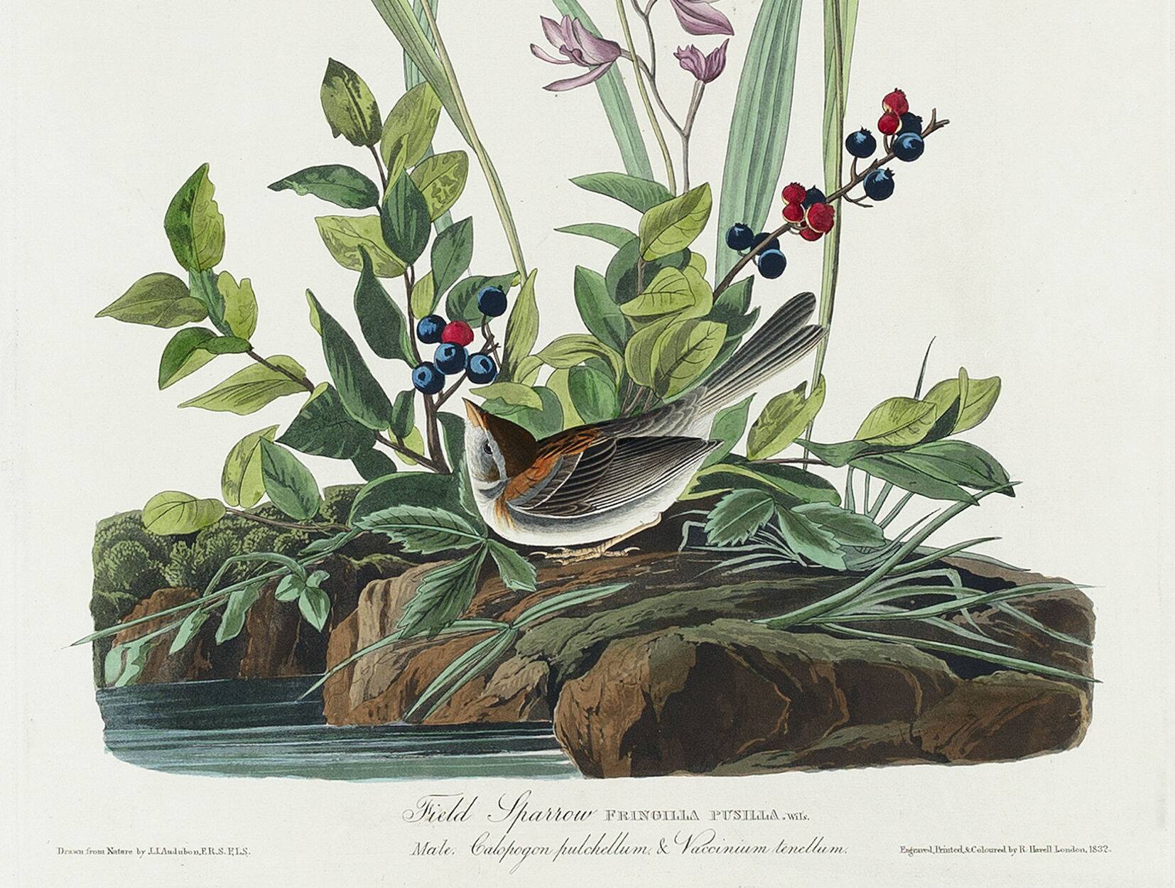 Poster about the Field Bunting, based on an old engraving from 1827.