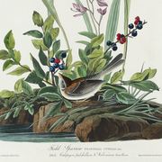 Affiche sur le Bruant des champs, d’après une gravure ancienne de 1827.