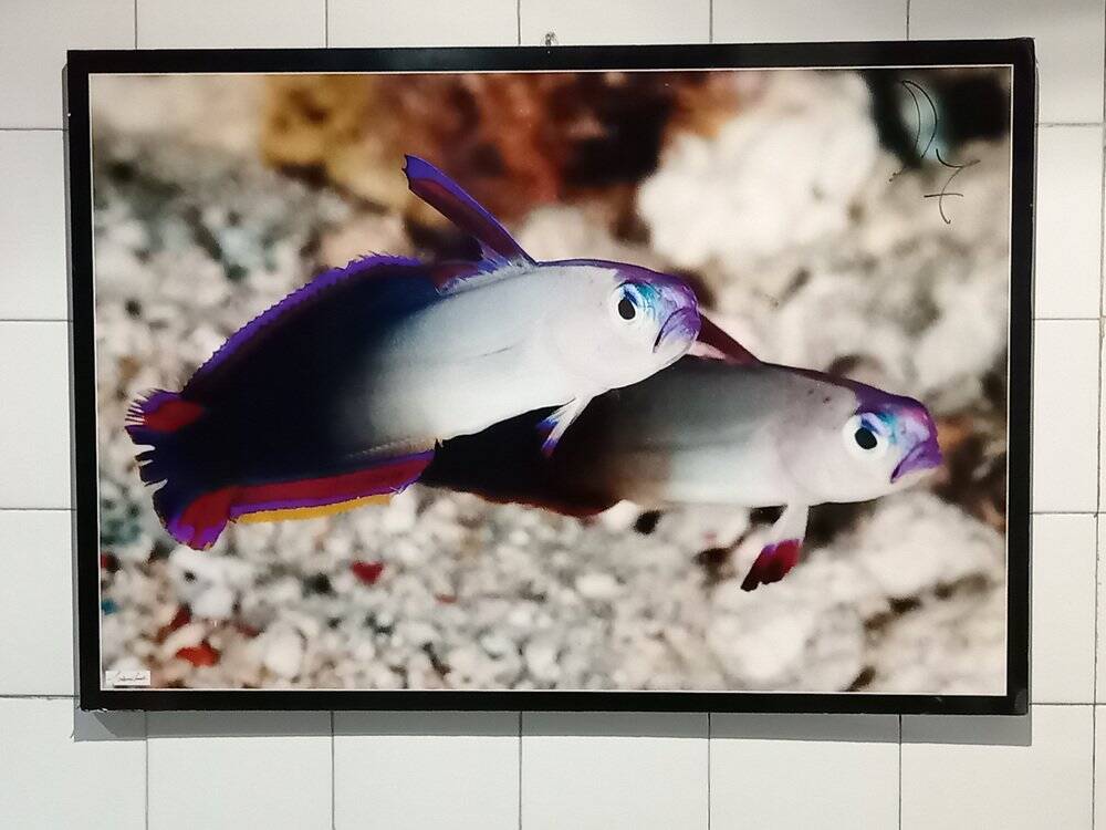 Photographic poster with tropical fish by Giovanni Smorti, 1980s