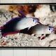 Photographic poster with tropical fish by Giovanni Smorti, 1980s