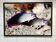 Photographic poster with tropical fish by Giovanni Smorti, 1980s