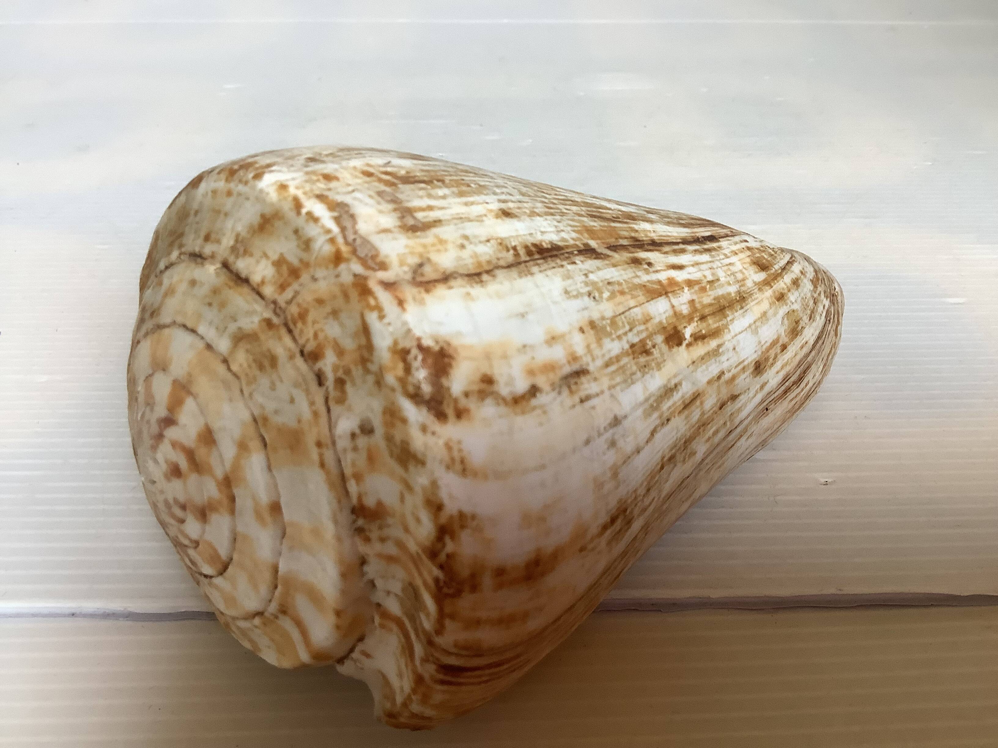 Large cone shell conus