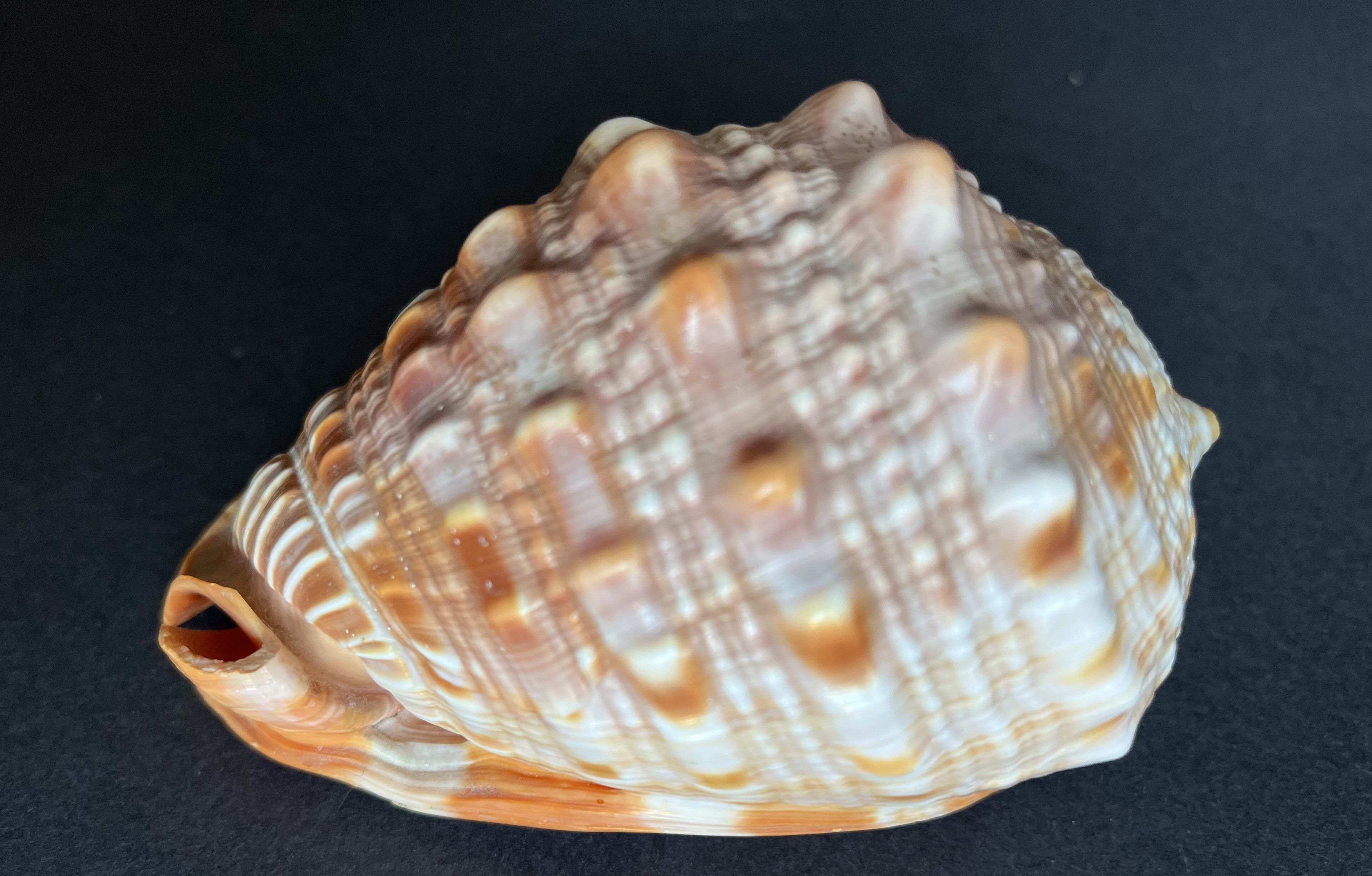 Shell