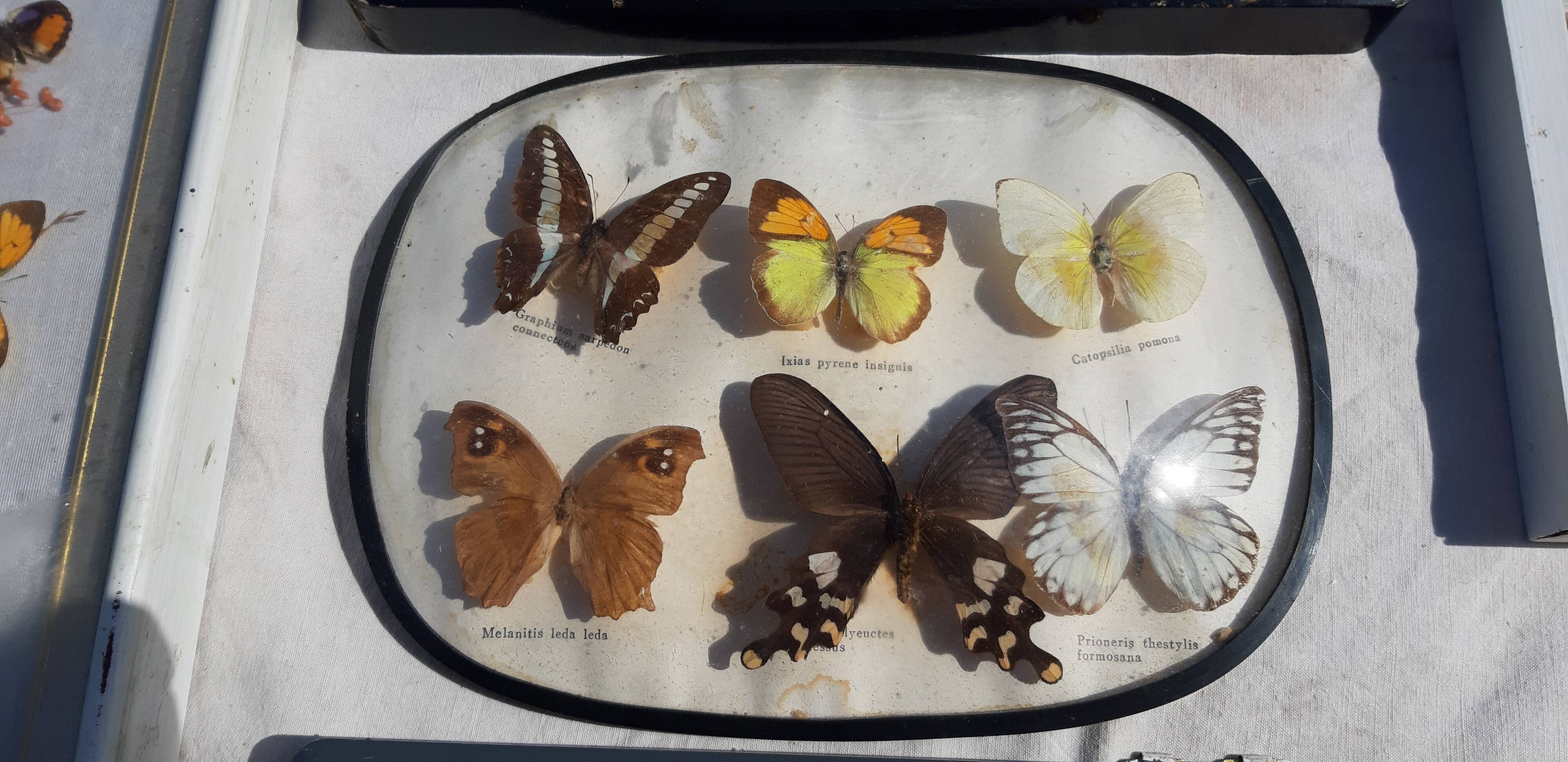 Set of 45 Naturalized Butterflies