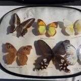Set of 45 Naturalized Butterflies