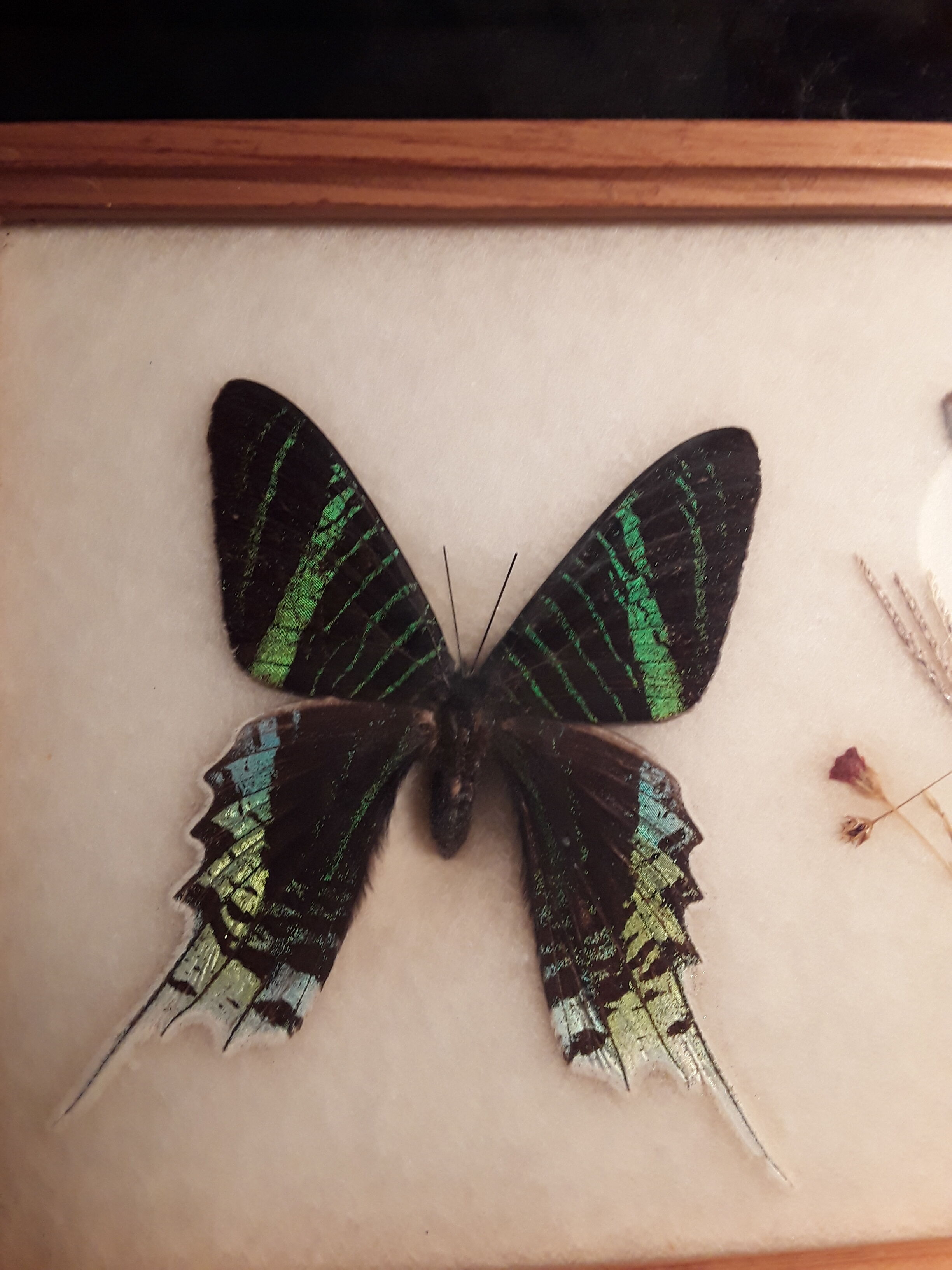 Framed Butterfly Urania-Leilus