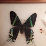 Framed Butterfly Urania-Leilus
