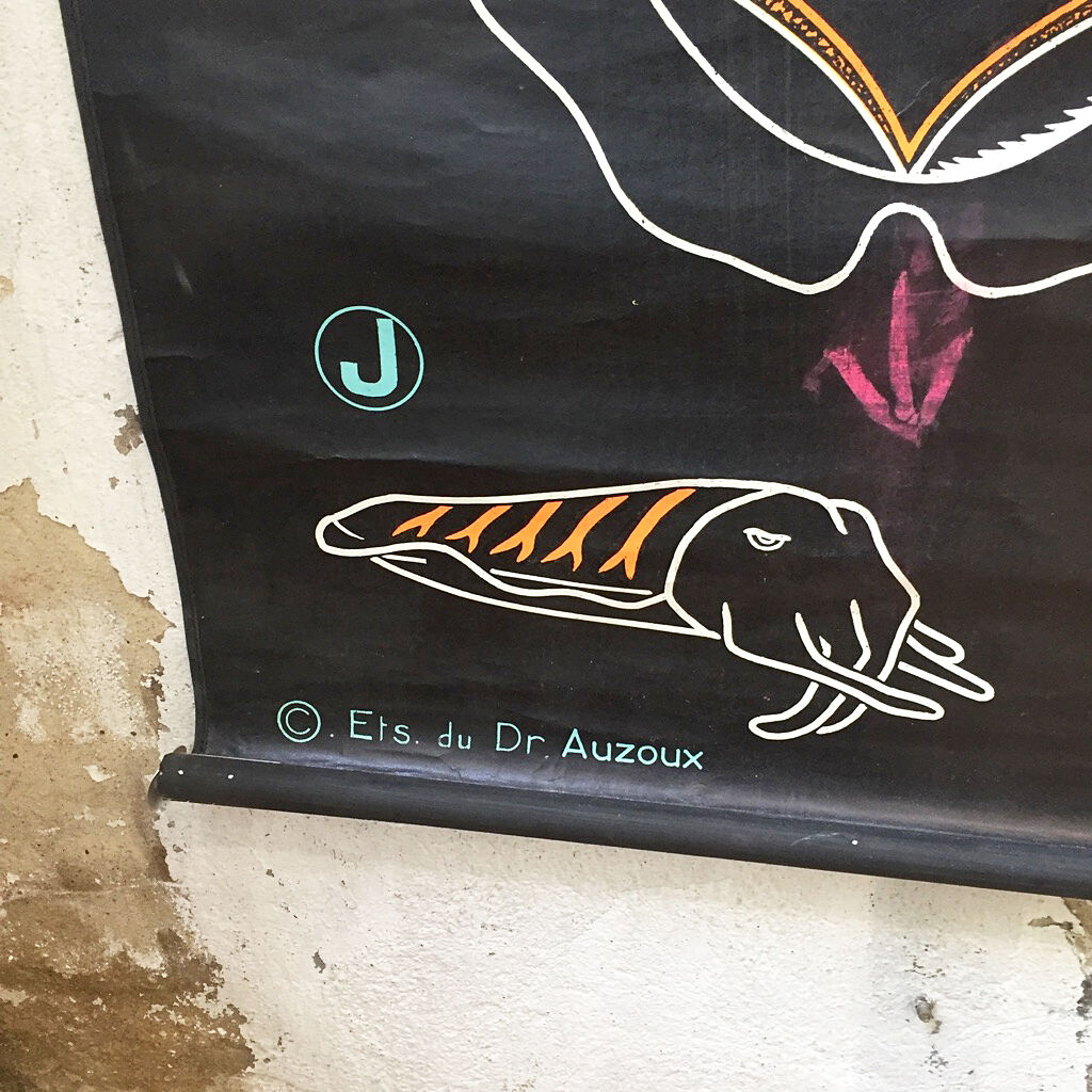 Displays the cuttlefish by Dr Auzoux