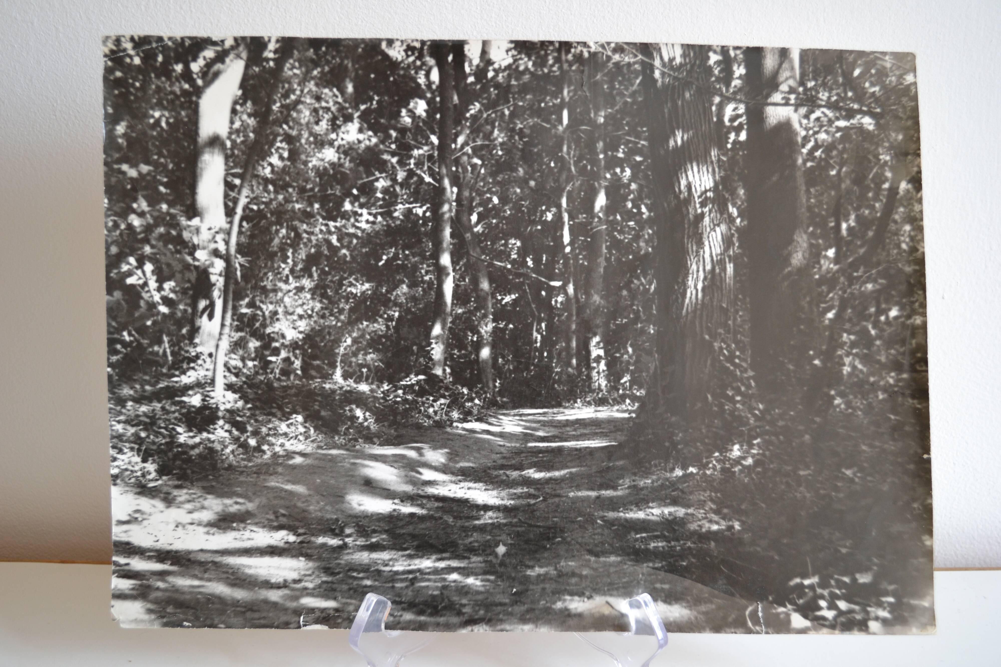 Anonymous film photo forest circa 1970