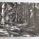 Anonymous film photo forest circa 1970