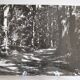 Anonymous film photo forest circa 1970