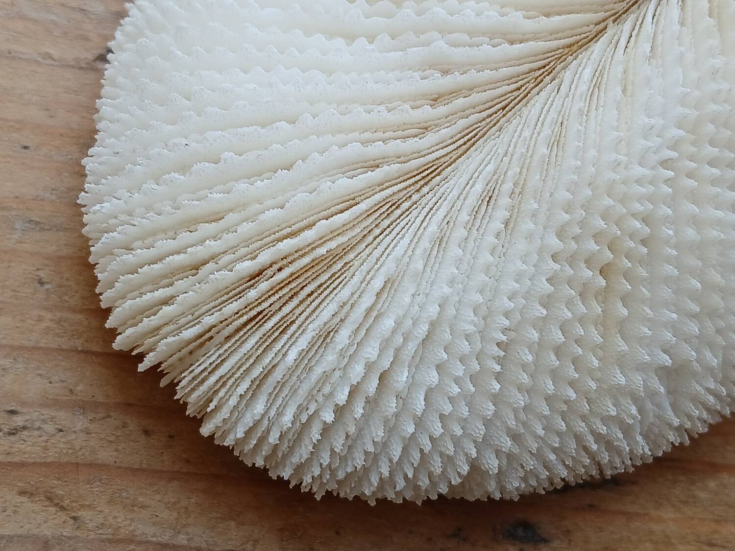 White Coral Fungia 24 cm