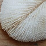 White Coral Fungia 24 cm