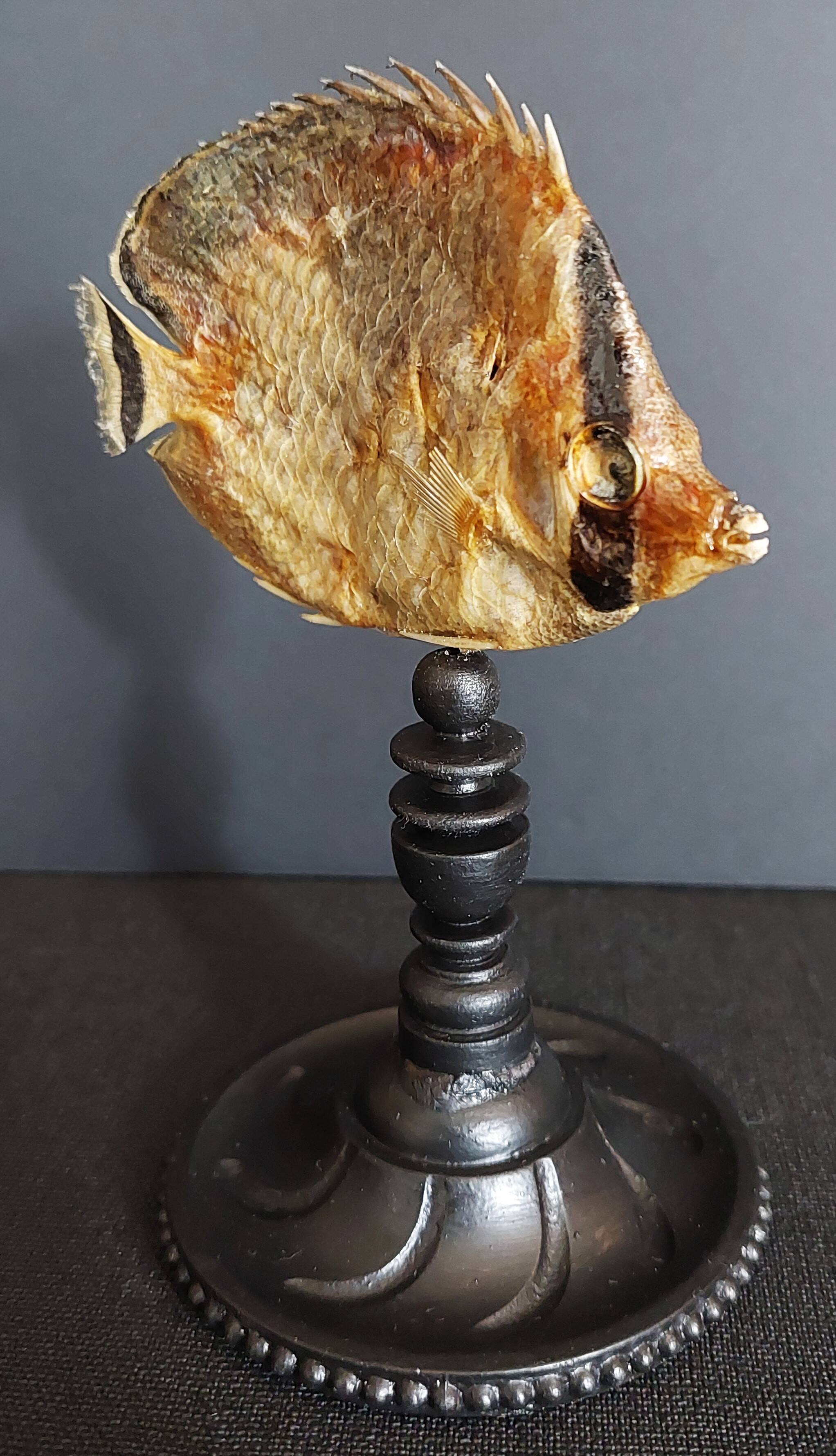 Cabinet de Curiosités poisson papillon sédentaire chaetodon sedentarius