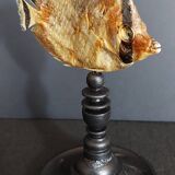 Cabinet of Curiosities sedentary butterflyfish chaetodon sedentarius