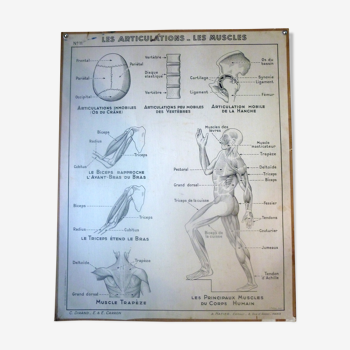 Black and white anatomical school poster Hatier