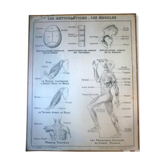 Black and white anatomical school poster Hatier