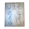 Black and white anatomical school poster Hatier