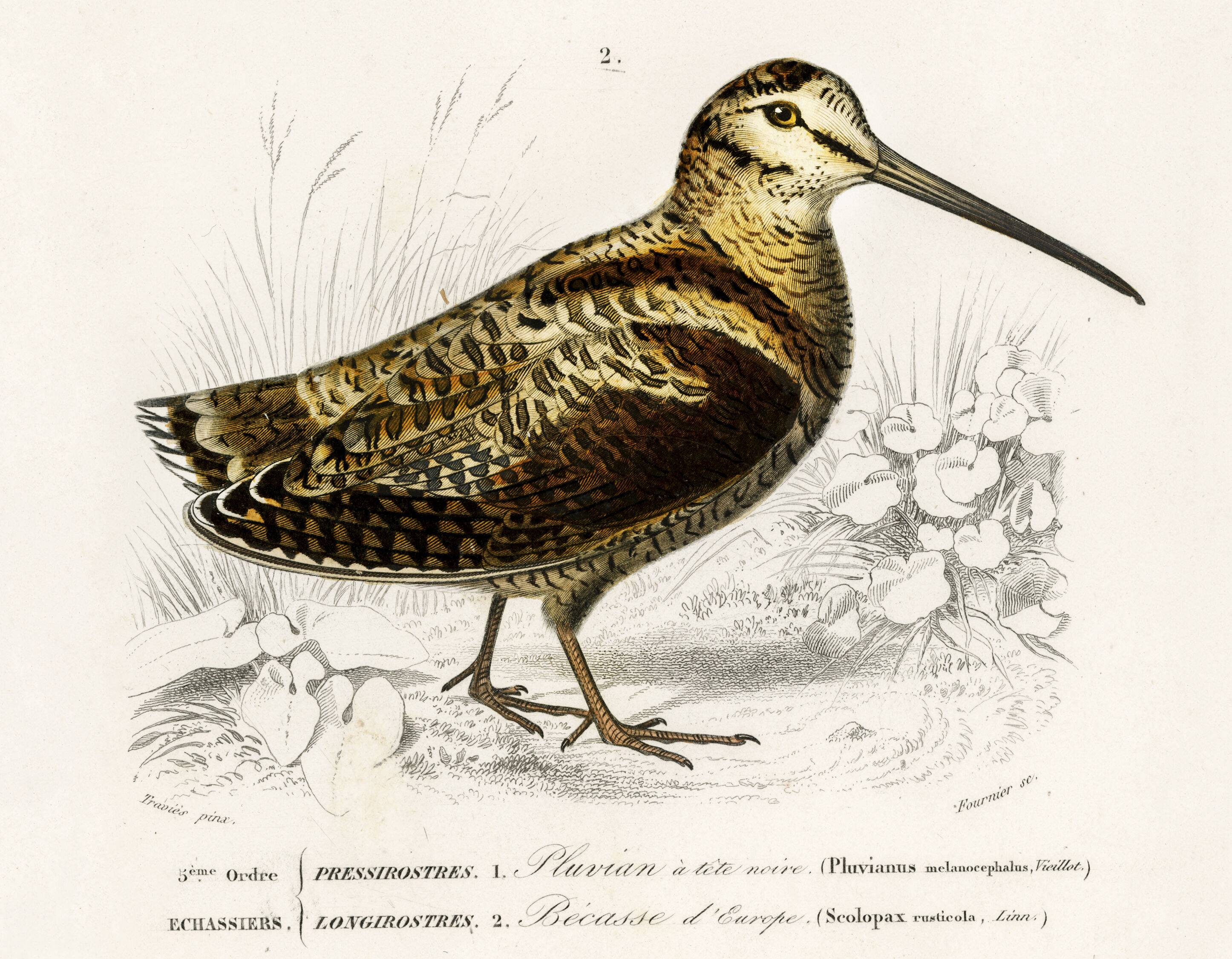 Poster about “the black-headed plover and the European woodcock”