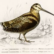 Poster about “the black-headed plover and the European woodcock”