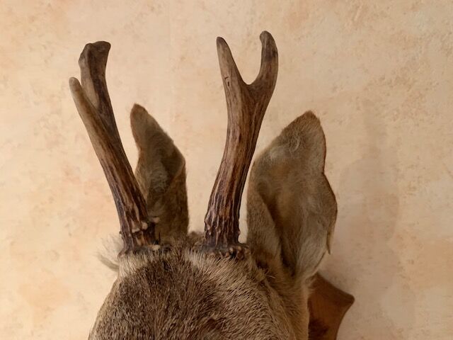 Taxidermy doe head deer deer hunting trophy