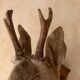 Taxidermy doe head deer deer hunting trophy