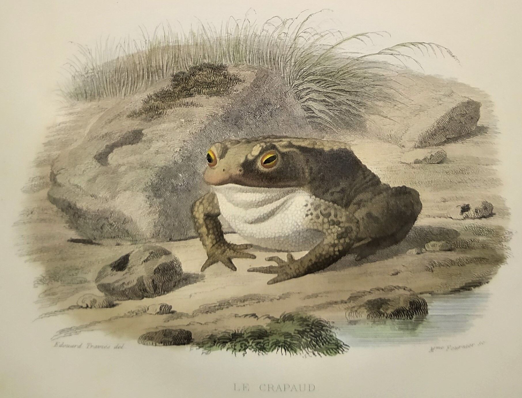 Original zoological plate of 1839 frog