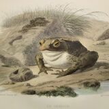 Original zoological plate of 1839 frog