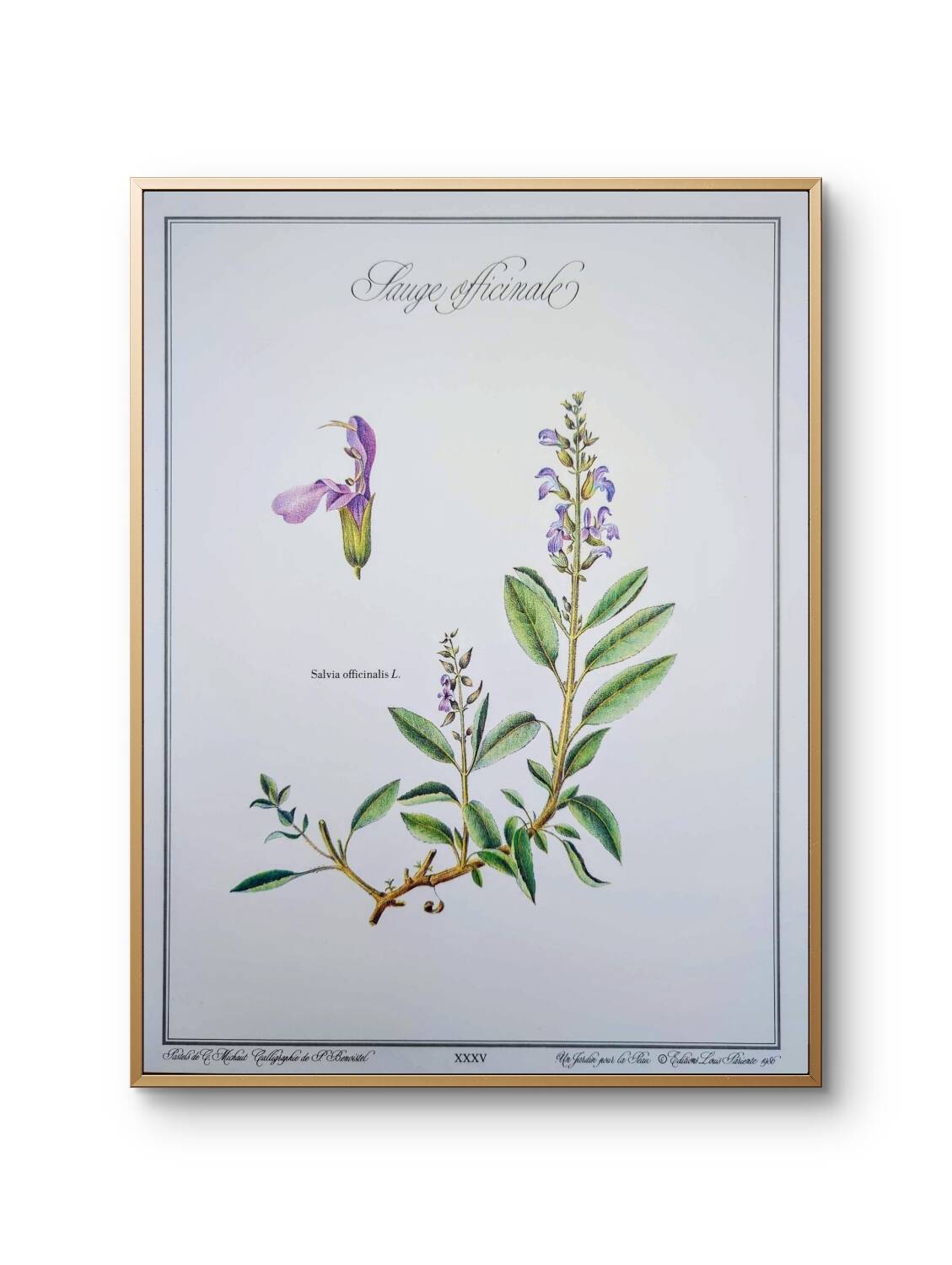 Printed in 1986, the Sage. Vintage Botany.