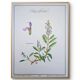 Printed in 1986, the Sage. Vintage Botany.