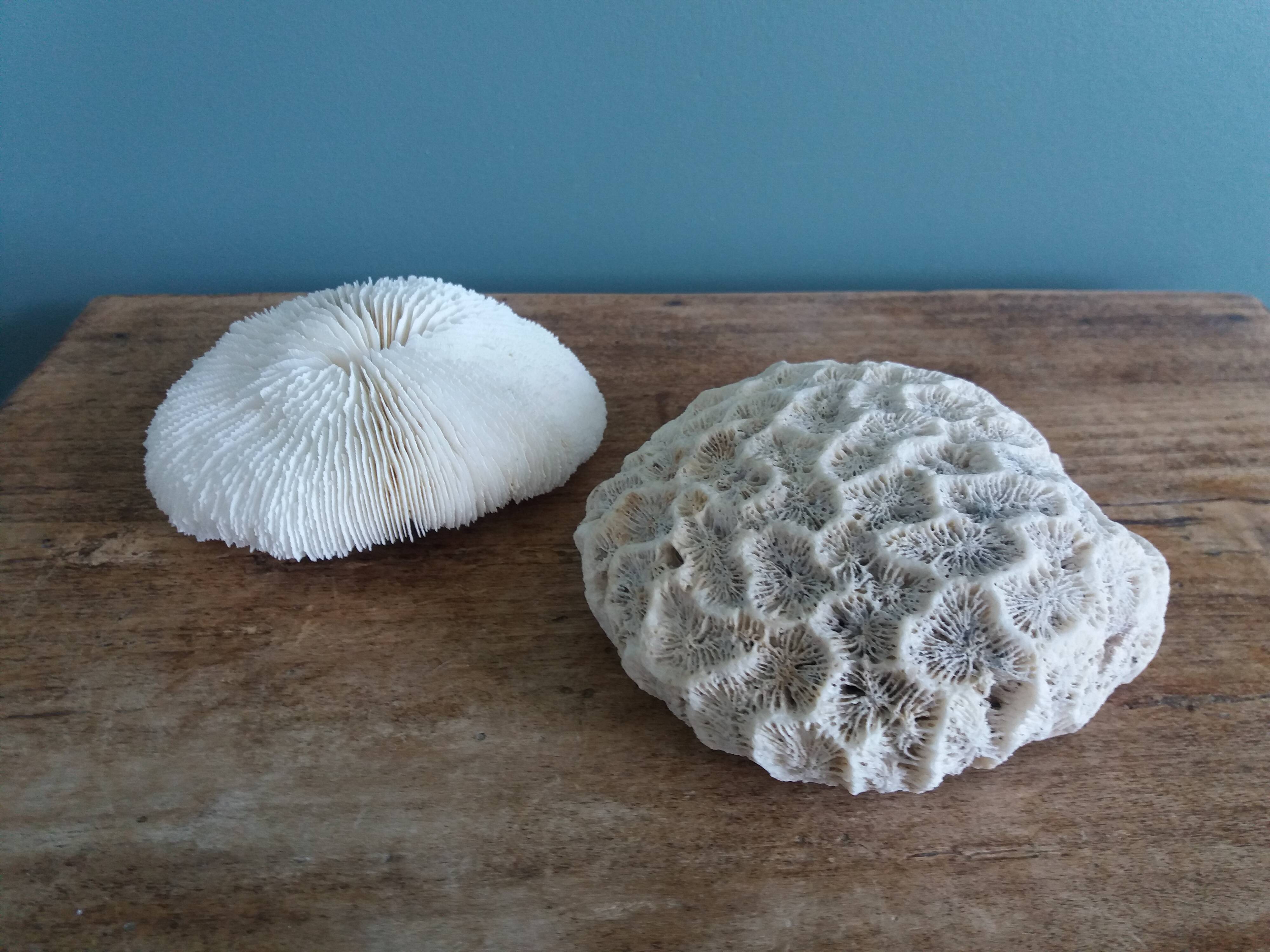 mushroom coral Fungia and Mussismilia brain coral