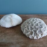 mushroom coral Fungia and Mussismilia brain coral