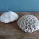 corail champignon Fungia et Mussismilia corail cerveau