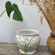 White ceramic pot cache of flower slip and old green foliage