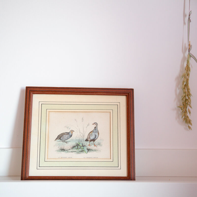 Ornithological board Edouard Traviès "La Perdrix Grise and La Perdrix Rouge