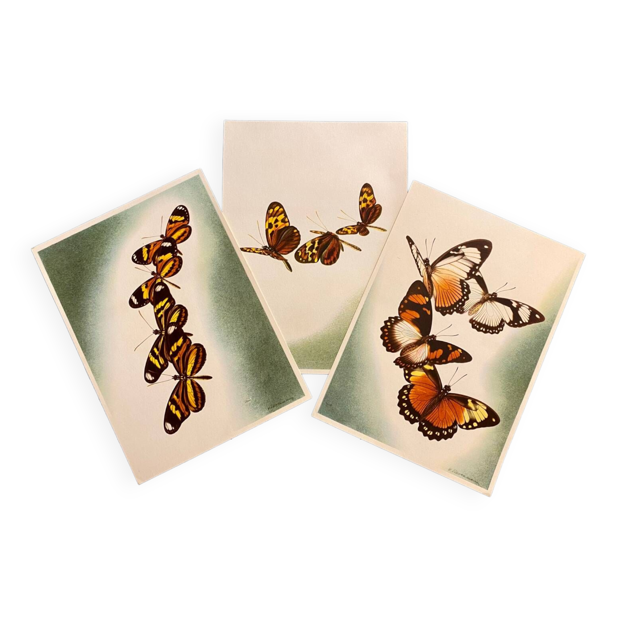 Butterflies poster Artis Historia 1950