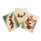 Butterflies poster Artis Historia 1950