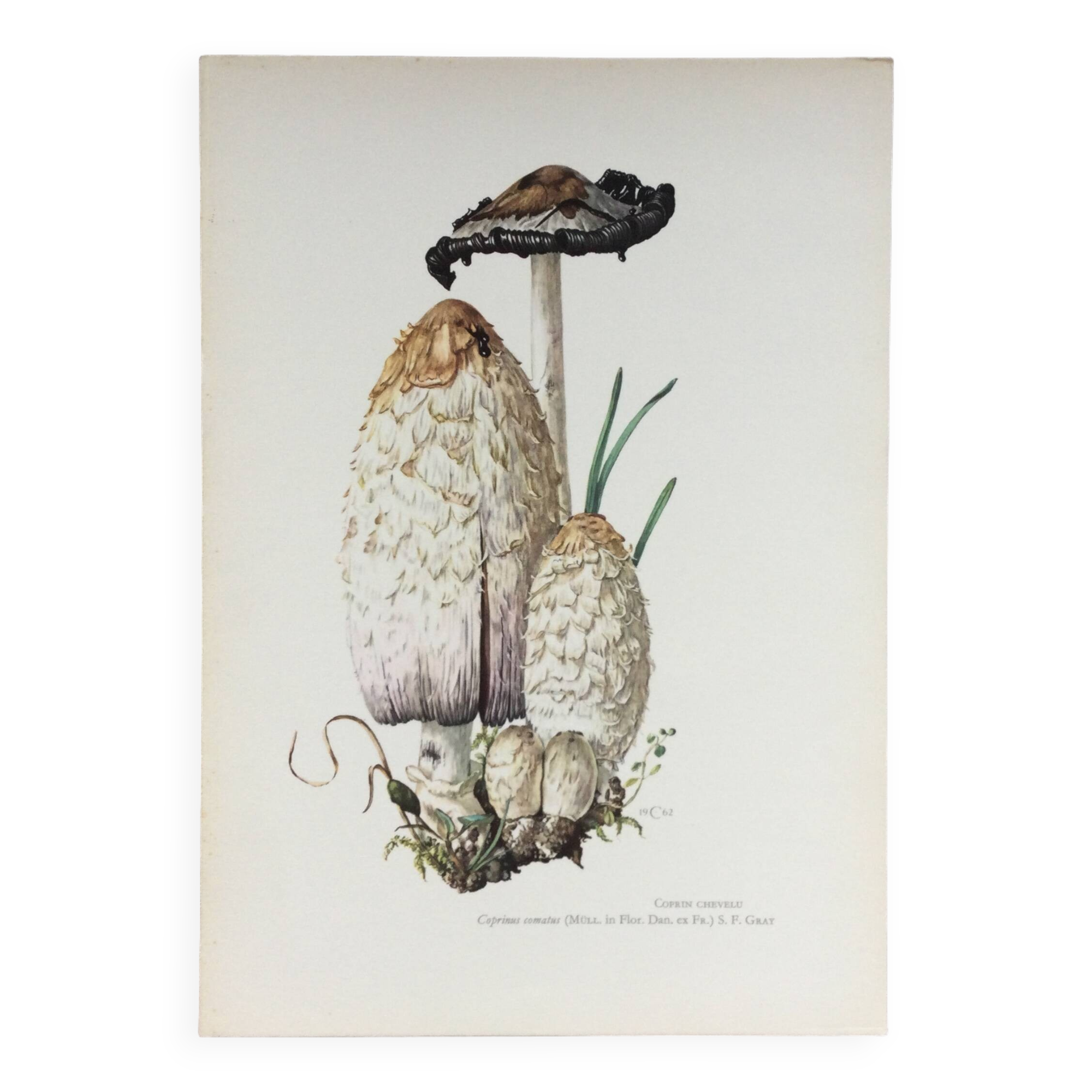 Illustration botanique Champignons Coprinus Impression Vintage des années 60