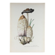 Illustration botanique Champignons Coprinus Impression Vintage des années 60