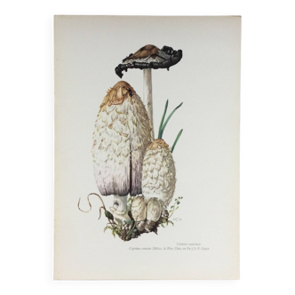 Botanical Illustration Coprinus Mushrooms Vintage Print 60s