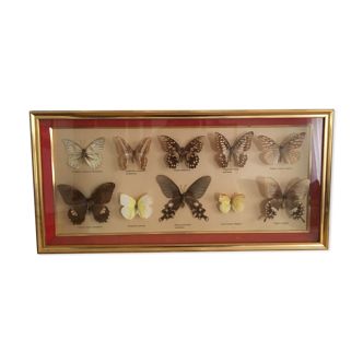 Butterflies naturalized under glass