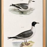 Poster about the Laughing Gull, after an old lithograph from 1842.