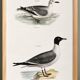 Poster about the Laughing Gull, after an old lithograph from 1842.