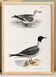 Poster about the Laughing Gull, after an old lithograph from 1842.