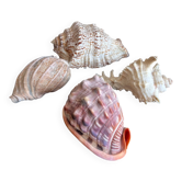 Set of 4 vintage decorative shells - Rare shapes and natural colors
