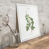 Botanical plank the Ivy