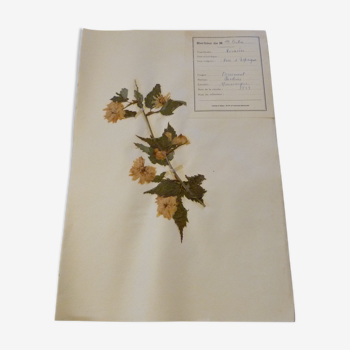 Old herbarium board dated 1939 unframed