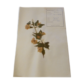 Old herbarium board dated 1939 unframed